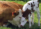В конкурсе операторов по искусственному осеменению коров и телок примут участие 19 специалистов